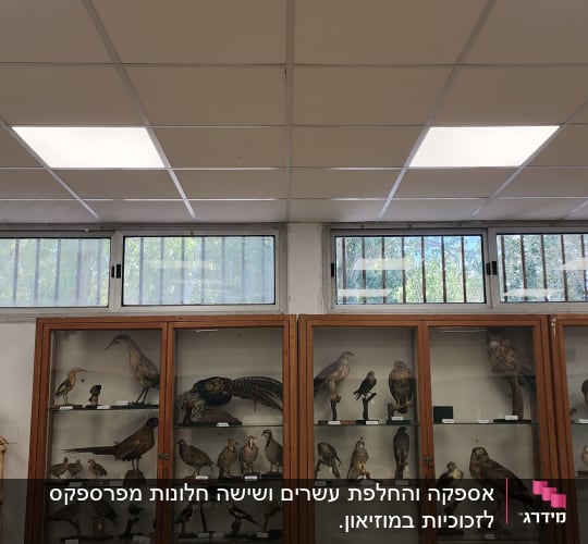ארונות תצוגה עם דגמים של ציפורים ושלד בחדר